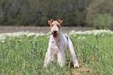 FOX TERRIER 297